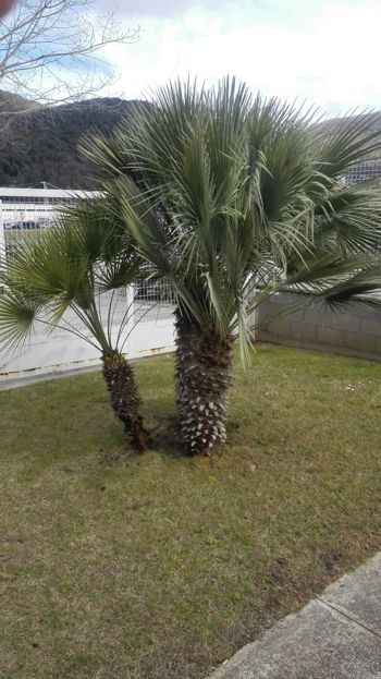 Palmeres-jardi-palmito-chamaerops-humilis-girona